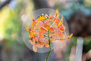 Orange Crucifix orchid, Epidendrum radicans, close-up flower photo
